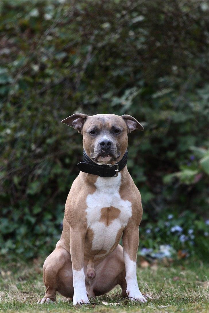 Amerikansk staffordshire terrier Harald billede 11