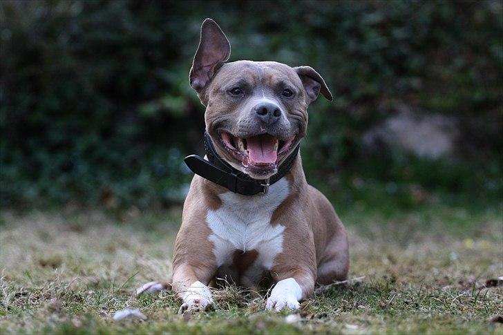 Amerikansk staffordshire terrier Harald billede 12