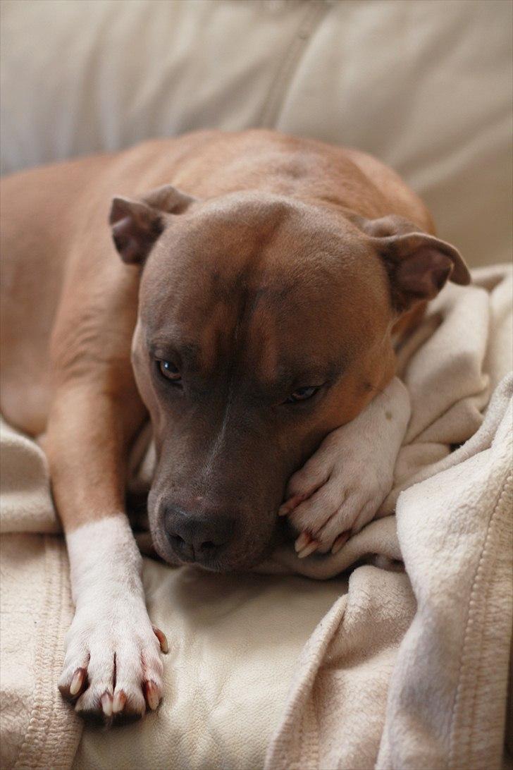 Amerikansk staffordshire terrier Harald billede 13