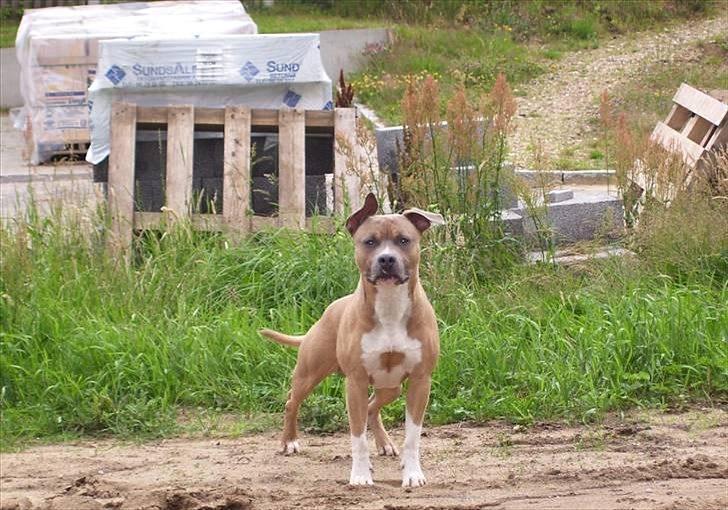 Amerikansk staffordshire terrier Harald billede 14
