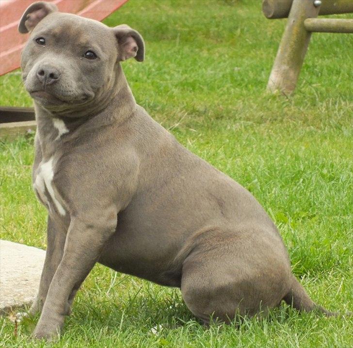 Staffordshire bull terrier Zelma billede 8