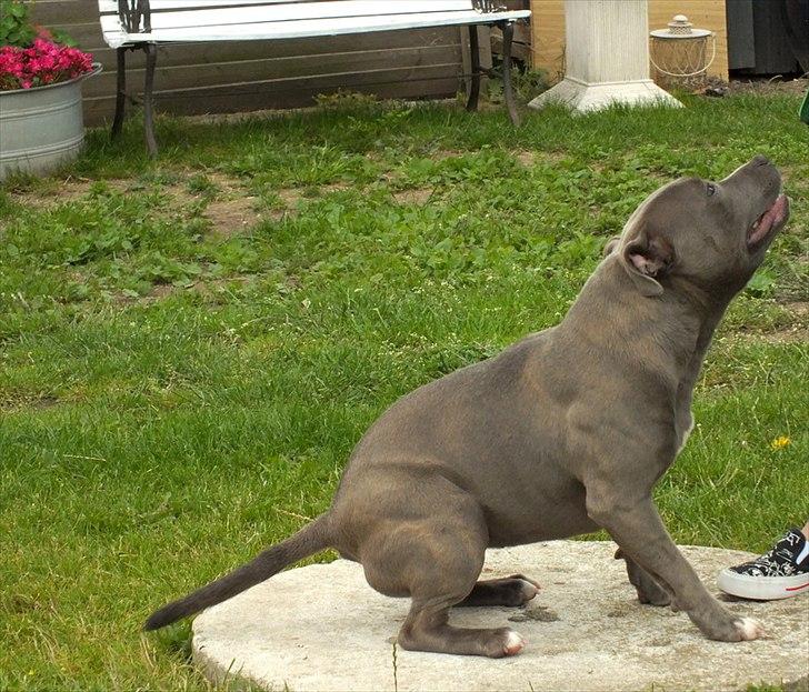 Staffordshire bull terrier Zelma billede 9