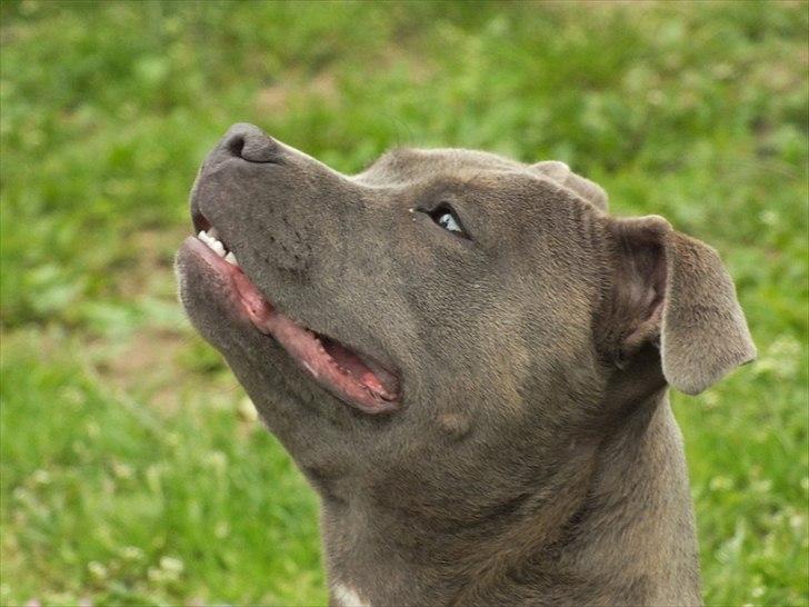 Staffordshire bull terrier Zelma billede 11