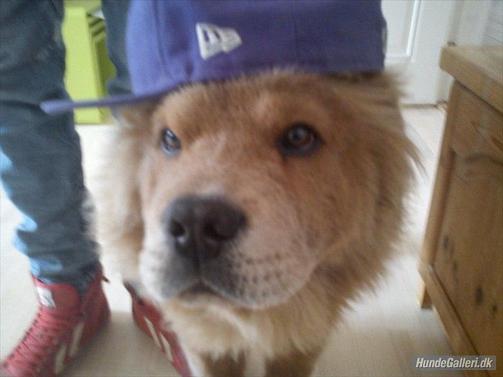 Chow chow basse billede 12