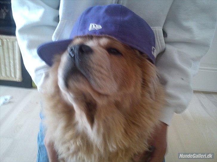 Chow chow basse billede 13