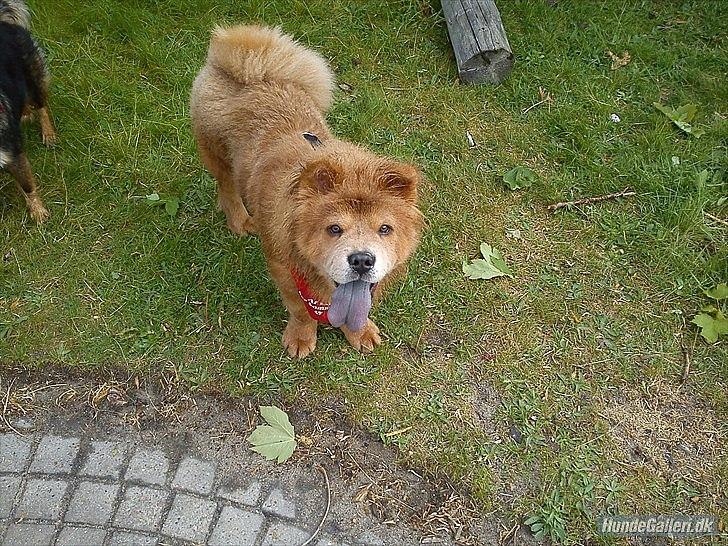 Chow chow basse billede 15