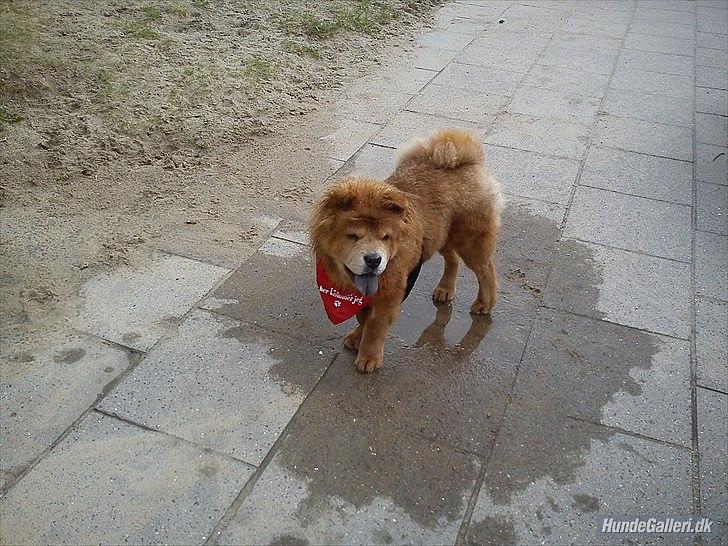 Chow chow basse billede 16