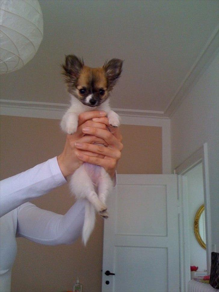 Chihuahua House Of Holtens Brise (Nellie) billede 11