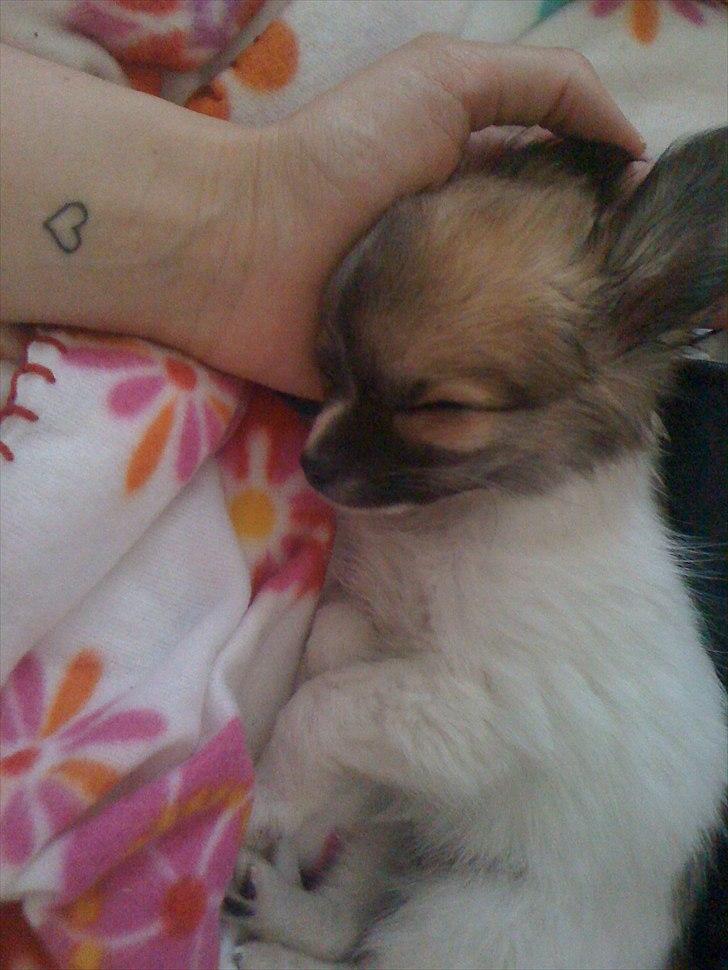 Chihuahua House Of Holtens Brise (Nellie) billede 12