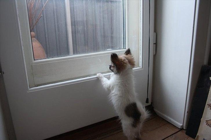 Chihuahua House Of Holtens Brise (Nellie) billede 13