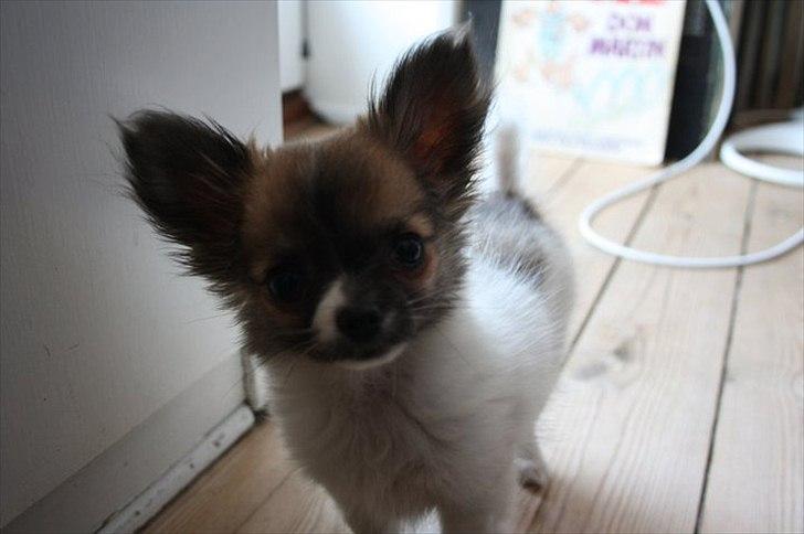 Chihuahua House Of Holtens Brise (Nellie) billede 9