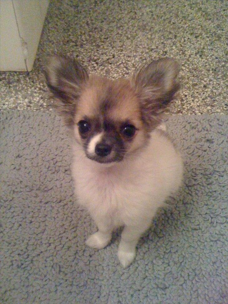 Chihuahua House Of Holtens Brise (Nellie) billede 14