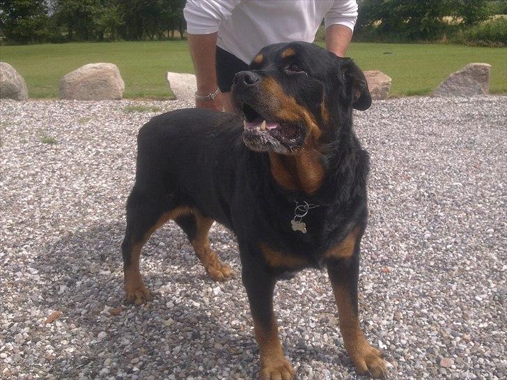 Rottweiler boris billede 9