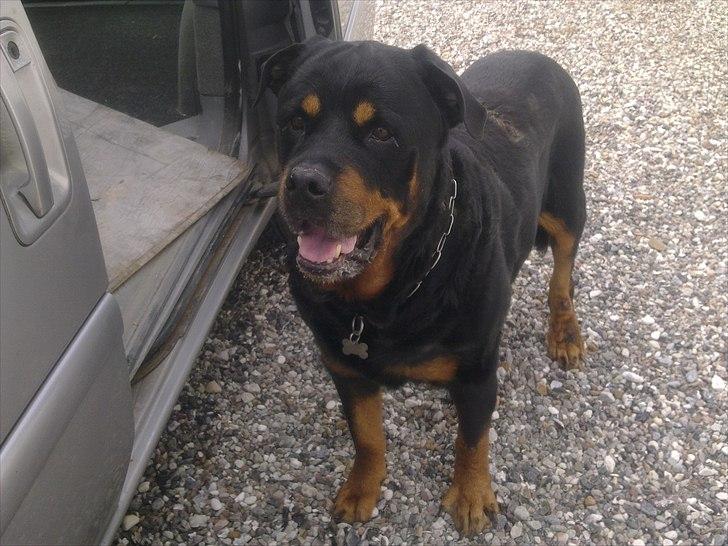 Rottweiler boris billede 10