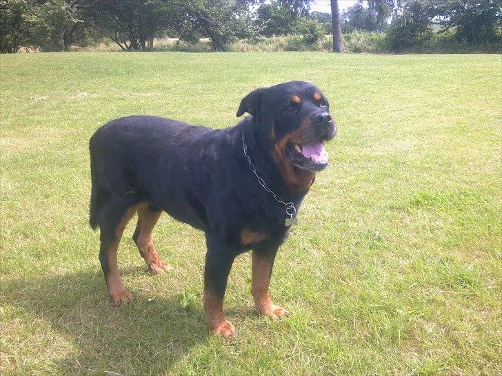 Rottweiler boris billede 11