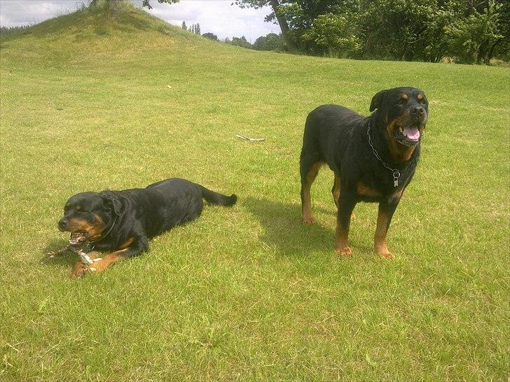 Rottweiler boris billede 12