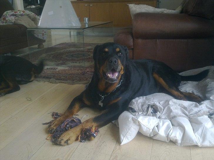 Rottweiler boris billede 13