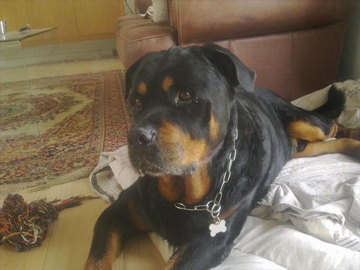 Rottweiler boris billede 14