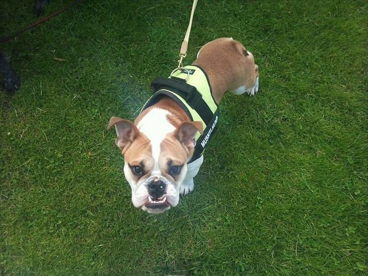 Blanding af racer William billede 1