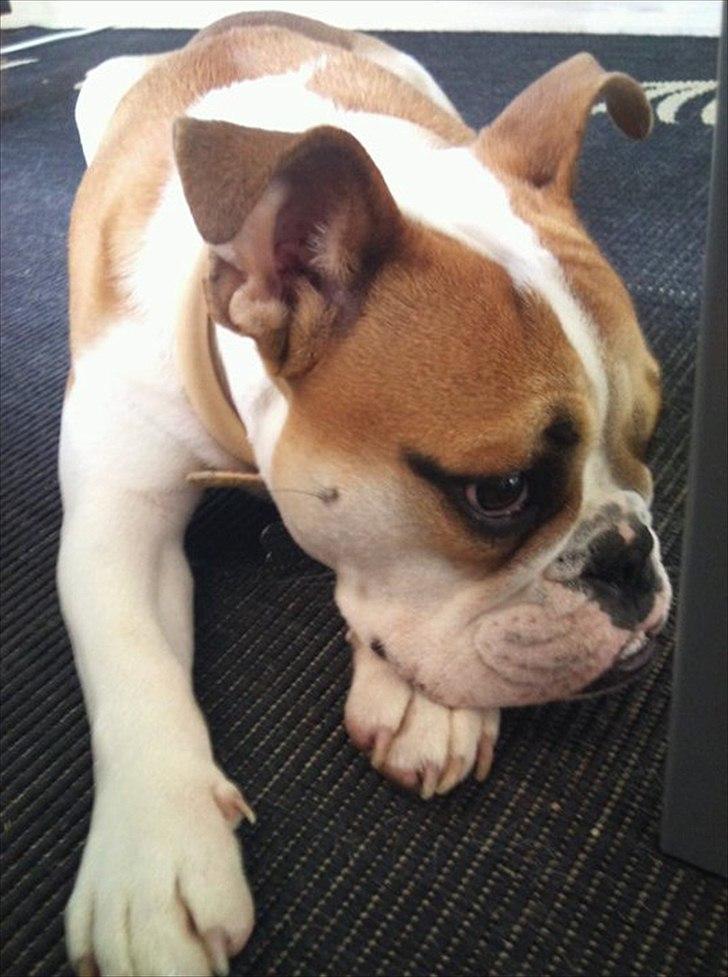 Blanding af racer William - Flotte fyr <3 billede 6