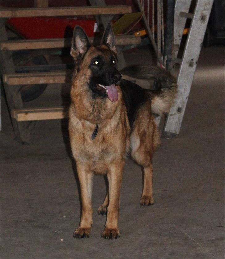 Schæferhund Team Sufra Fanti <3 billede 19