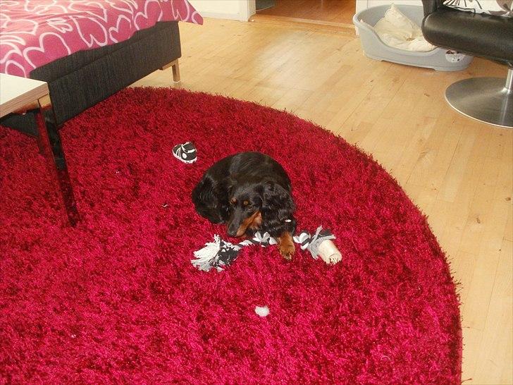 Gravhund Lady Himmelhund  billede 14