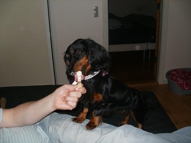 Gravhund Lady Himmelhund  billede 15