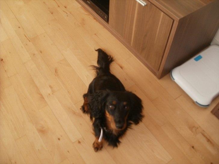 Gravhund Lady Himmelhund  billede 16