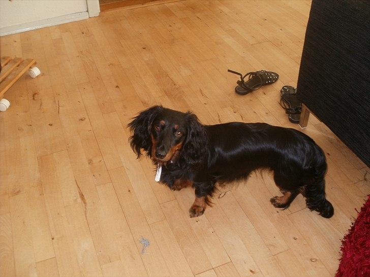 Gravhund Lady Himmelhund  billede 18