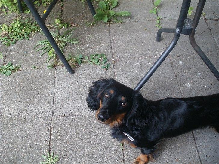 Gravhund Lady Himmelhund  billede 19