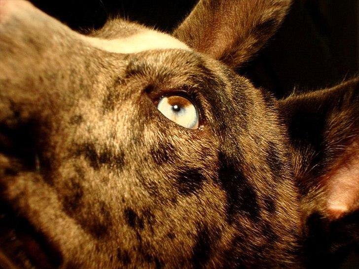 Blanding af racer > Houla Dane ] Zano billede 14