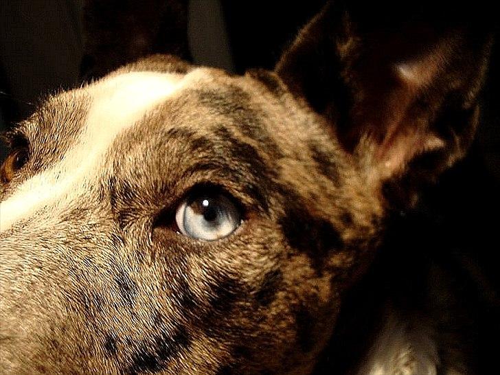 Blanding af racer > Houla Dane ] Zano billede 15