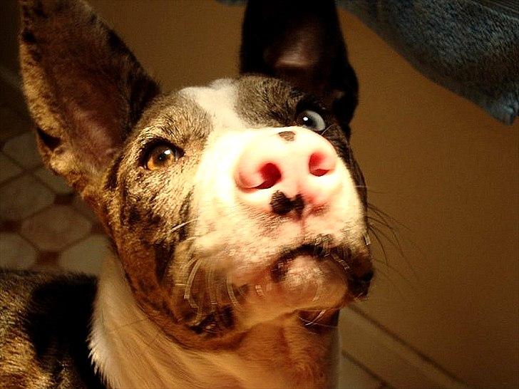 Blanding af racer > Houla Dane ] Zano billede 16