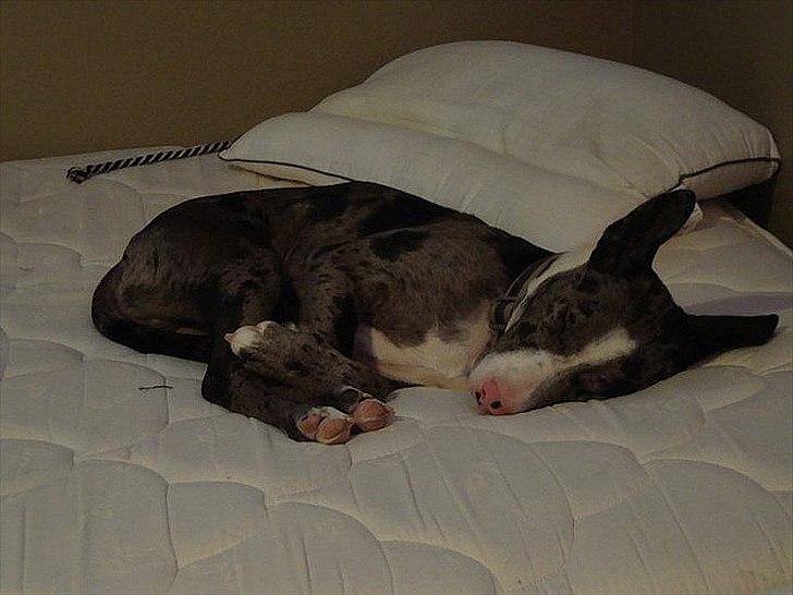 Blanding af racer > Houla Dane ] Zano billede 17