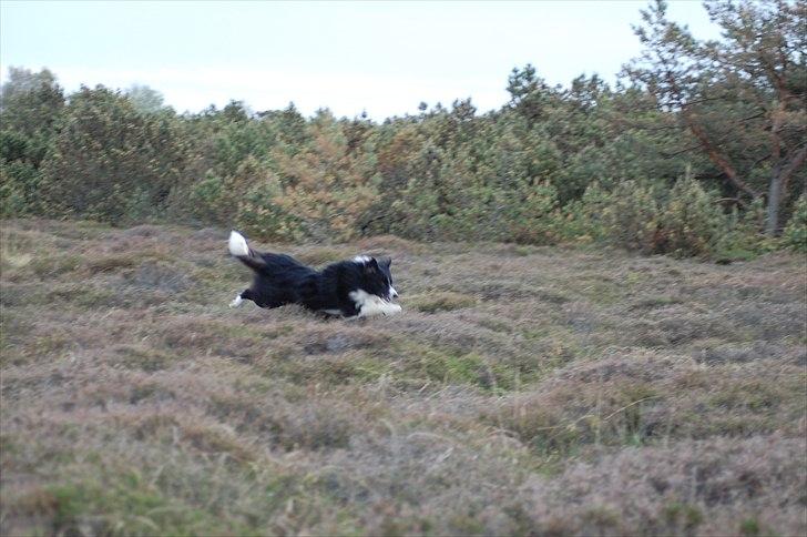 Border collie Spunk billede 13