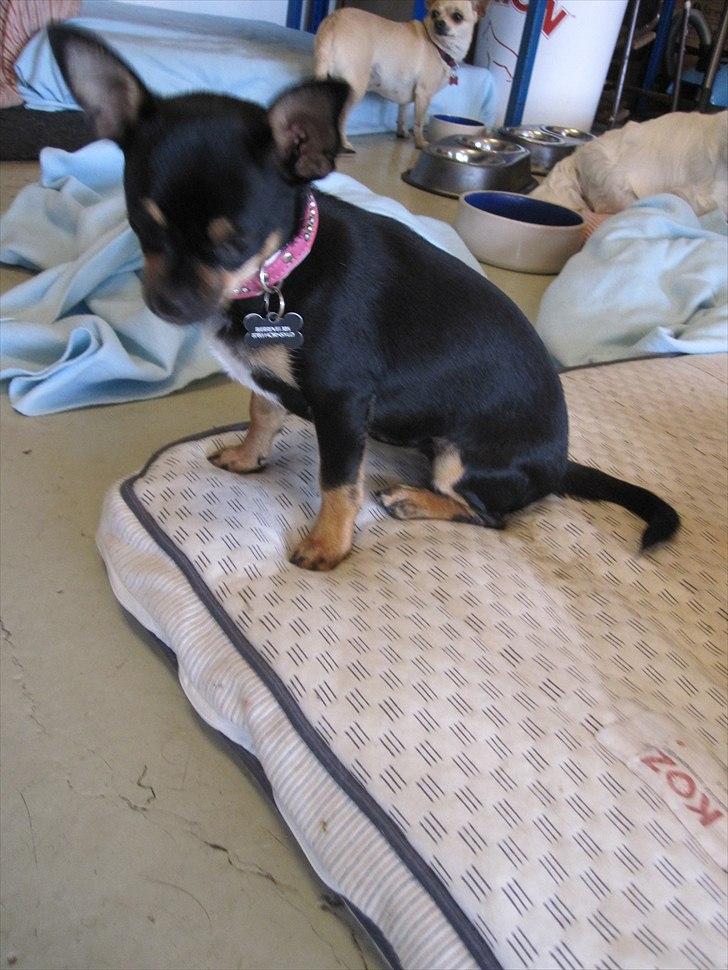 Chihuahua Stella billede 6