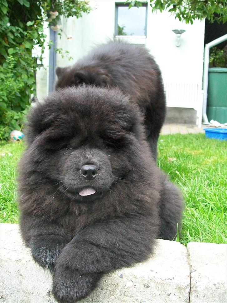 Chow chow Hermann billede 9