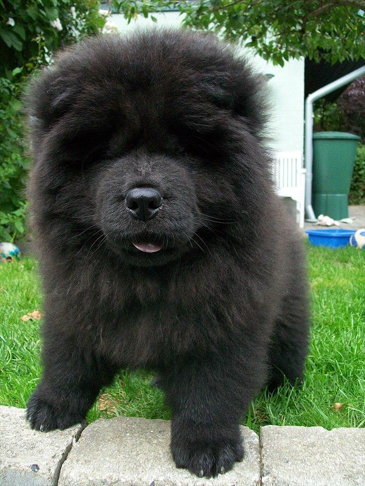 Chow chow Hermann - 11 uger billede 10