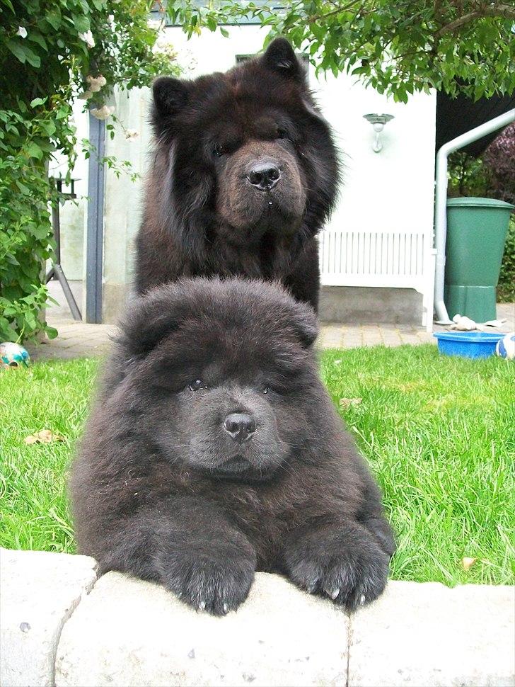 Chow chow Hermann - Mig og min storebror Anton billede 11
