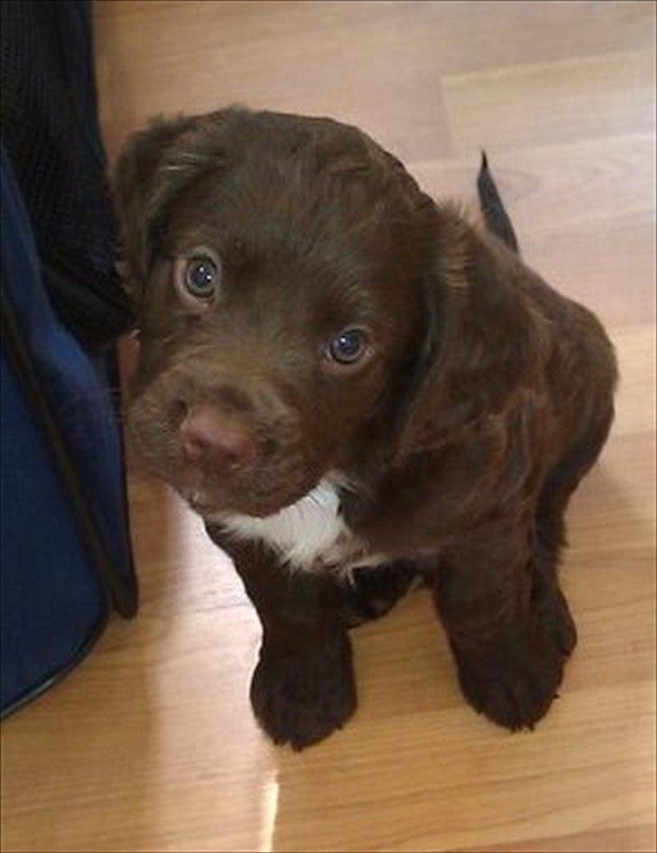 Field Trial Cockerspaniel Choko - choko 6 uger billede 1