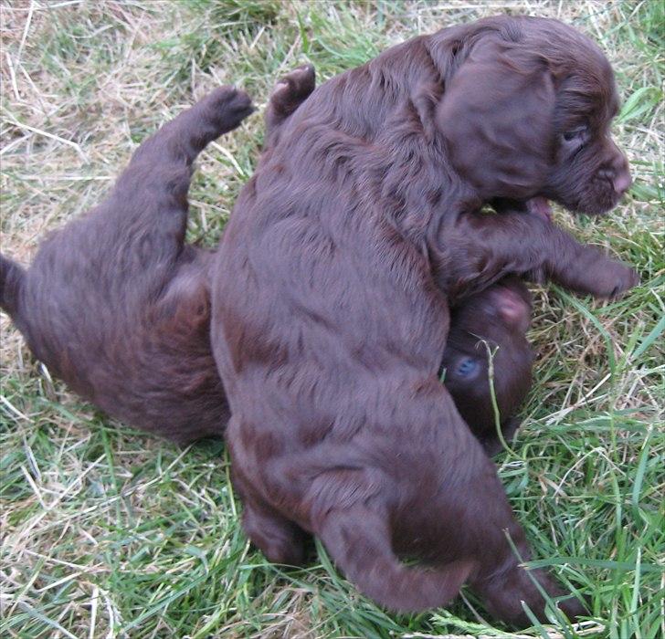 Field Trial Cockerspaniel Choko - choko ca 4 uger billede 2