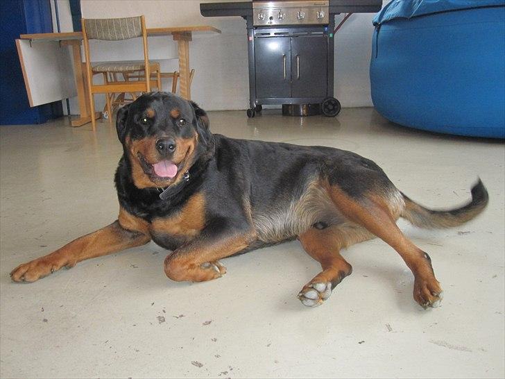 Rottweiler Rambo billede 4