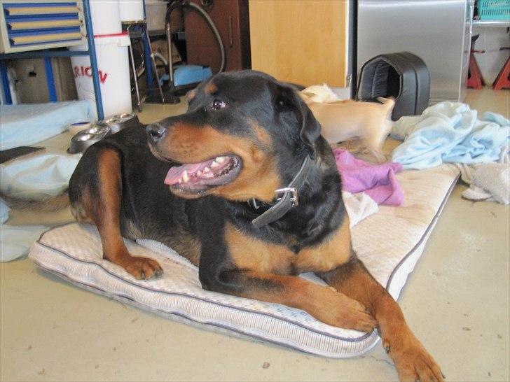 Rottweiler Rambo billede 6