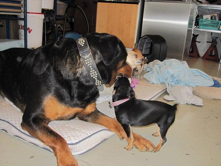 Rottweiler Rambo billede 7