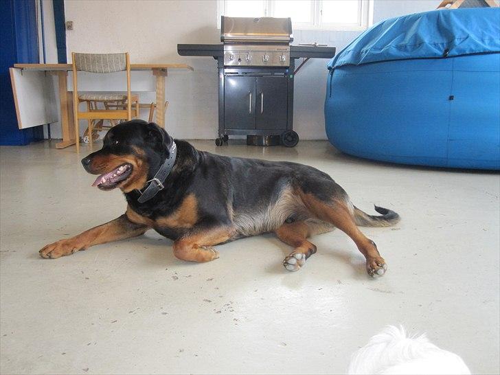 Rottweiler Rambo billede 8