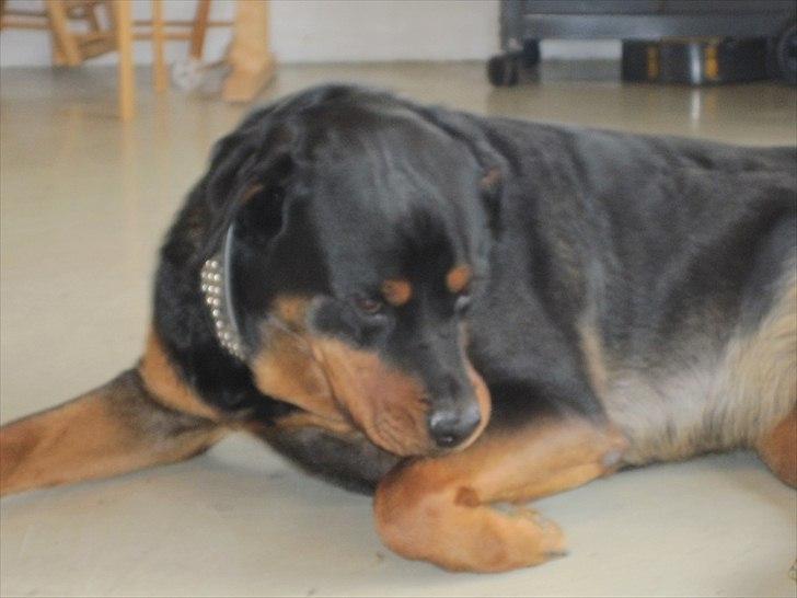 Rottweiler Rambo billede 9