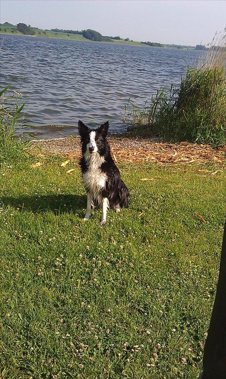 Border collie Bailey RIP billede 18