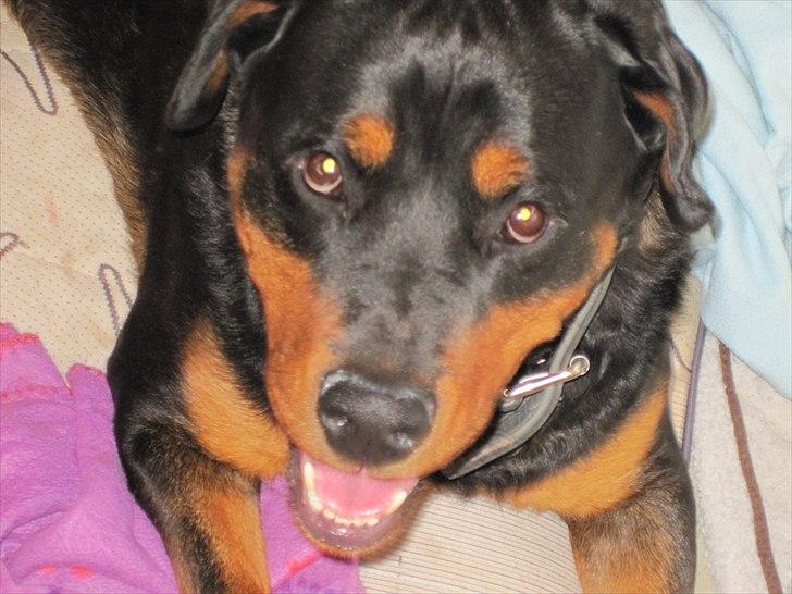 Rottweiler Rambo billede 10