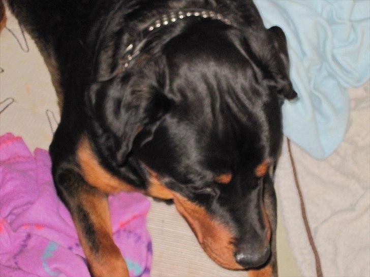 Rottweiler Rambo billede 11