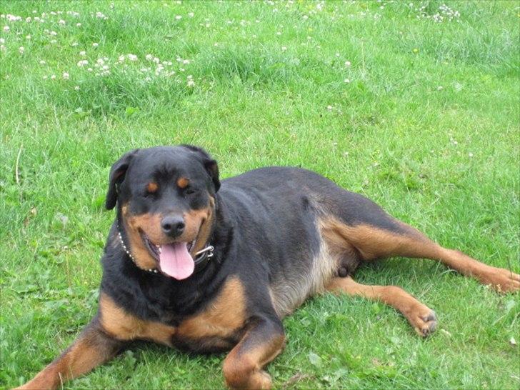 Rottweiler Rambo billede 2
